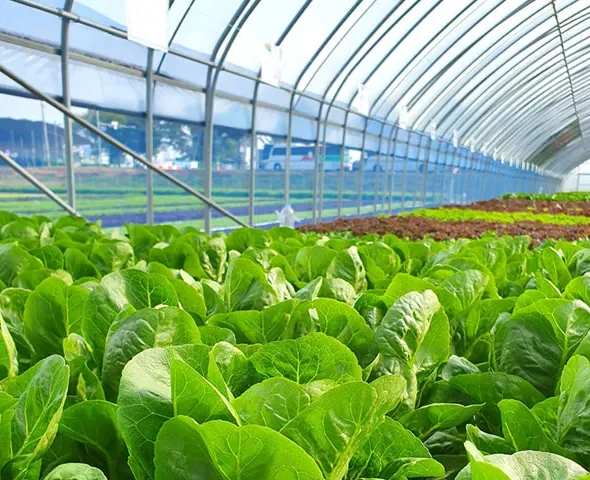 Agriculture